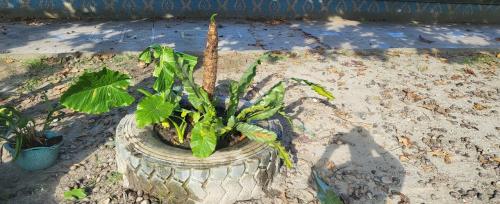 LINE_ALBUM_112學年度原住民族社團＜綠手指＞（低年級）_231225_34.jpg